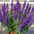 Шалфей дубравный Rianne