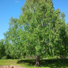 Береза пушистая