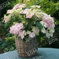Гортензия крупнолистная French Bolero
