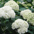 Гортензия древовидная Incrediball