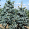 Пихта одноцветная