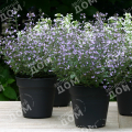 Душевик котовниковый Marvelette Blue