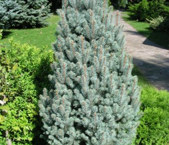 Ель колючая Iseli Fastigiate