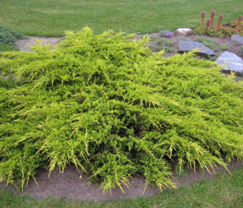 Можжевельник средний Pfitzeriana Aurea Bonsai