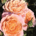 Роза миниатюрная Peach Clementine