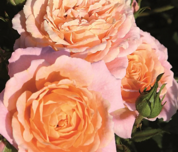Роза миниатюрная Peach Clementine