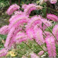 Кровохлебка гибридная Pink Brushes