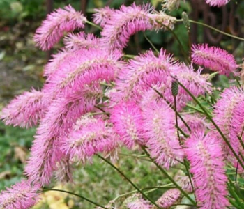 Кровохлебка гибридная Pink Brushes