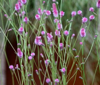 Кровохлебка лекарственная Pink Tanna