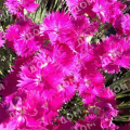 Гвоздика перистая Dinetta Soft Pink