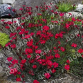 Гвоздика травянка Brilliant Red 