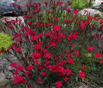 Гвоздика травянка Brilliant Red 