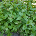 Мята мандариновая Tachi