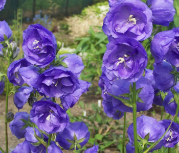 Колокольчик персиколистный La Belle Blue