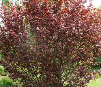 Лещина краснолистная Академик Яблоков