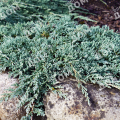 Можжевельник горизонтальный Glacier