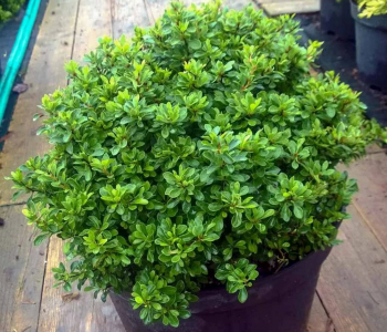 Туя восточная Aurea Nana