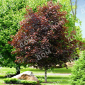 Клен остролистный Crimson King