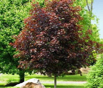 Клен остролистный Crimson King