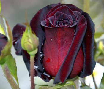 Роза чайно-гибридная Black Baccara (Meilland)