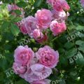 Роза флорибунда Bonica 82 (Meilland)