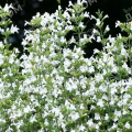 Душевик котовниковидный White Cloud