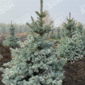 Ель колючая Sester Blue