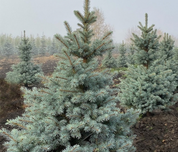 Ель колючая Sester Blue