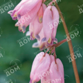 Дицентра великолепная Spring Magic