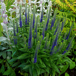 Вероника колосистая Ulster Dwarf Blue