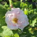Роза морщинистая Wild Pearl