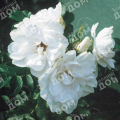 Роза морщинистая Blanc Double de Coubert