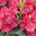 Рододендрон гибридный Royal Scarlet