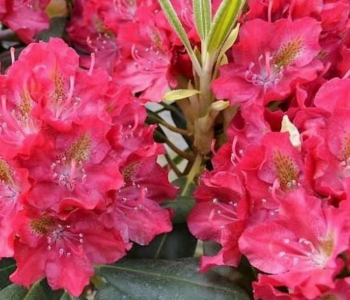 Рододендрон гибридный Royal Scarlet