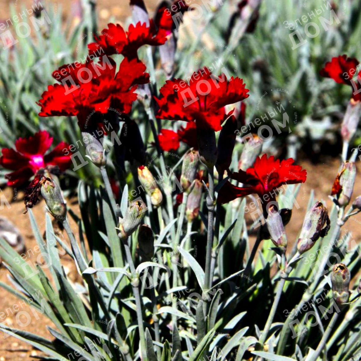 Гвоздика высокая. Dianthus gratianopolitanus 'Rubin'. Dianthus gratianopolitanus гвоздика. Гвоздика серовато-голубая Rubin Рубин. Гвоздика Альпийская Rubin.