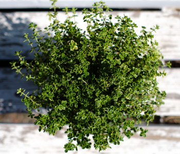 Тимьян лимоннопахнущий Anderson's Gold