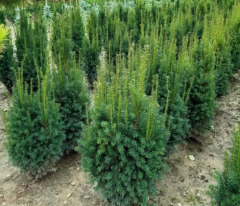 Тис средний Rising Star