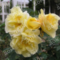 Роза морщинистая Gelbe Dagmar Hastrup