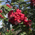 Рябина обыкновенная Моравская крупноплодная