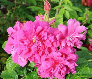 Роза морщинистая Moje Hammarberg