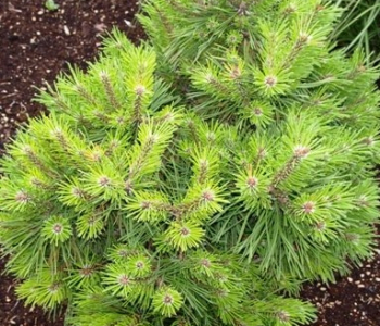 Сосна горная Caravanek