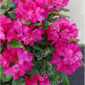 Рододендрон гибридный Hellikki