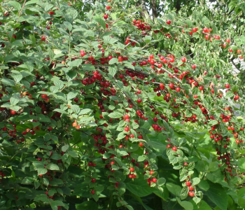 Вишня Войлочная